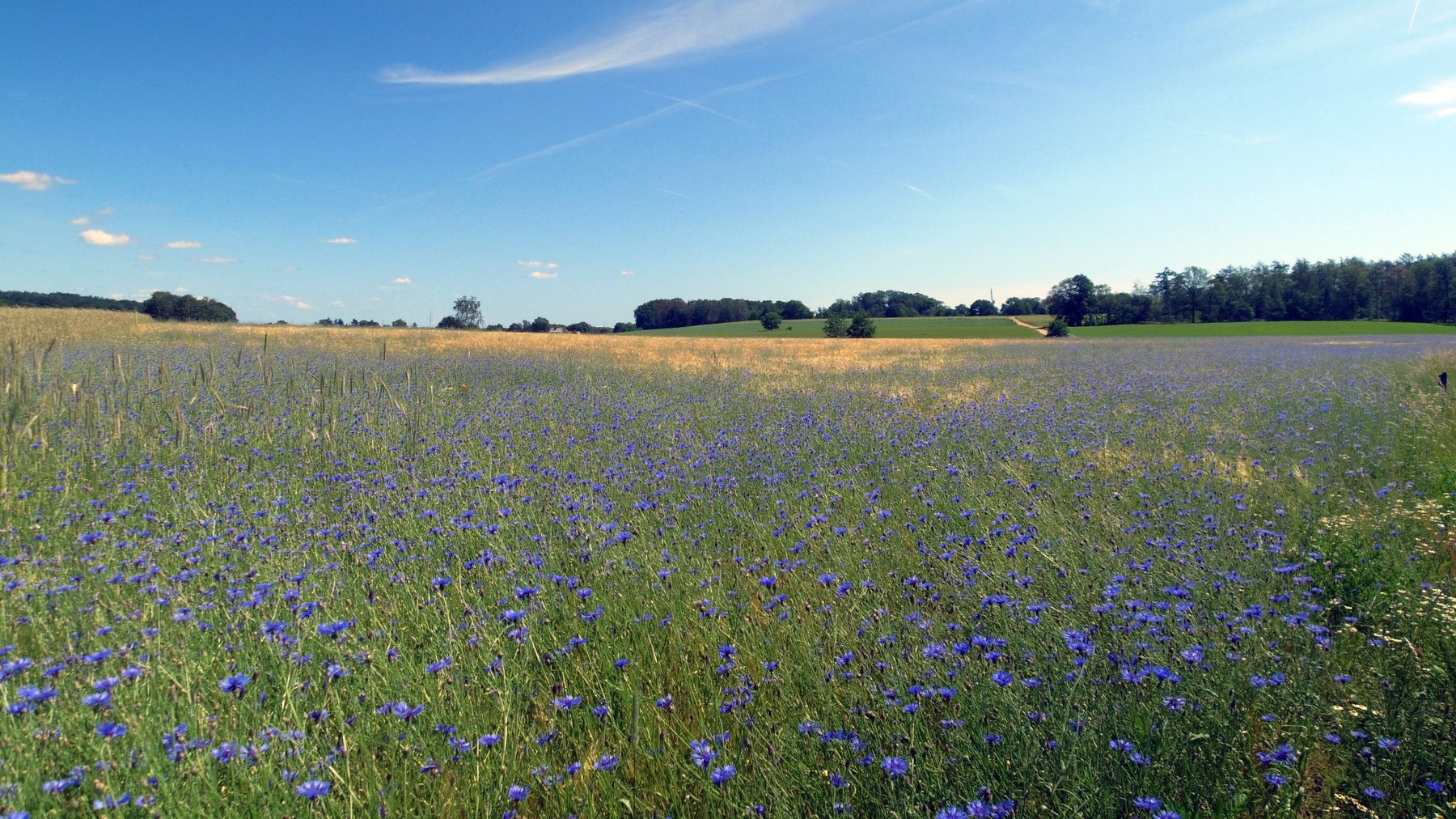 Heuvels en Bergherbos